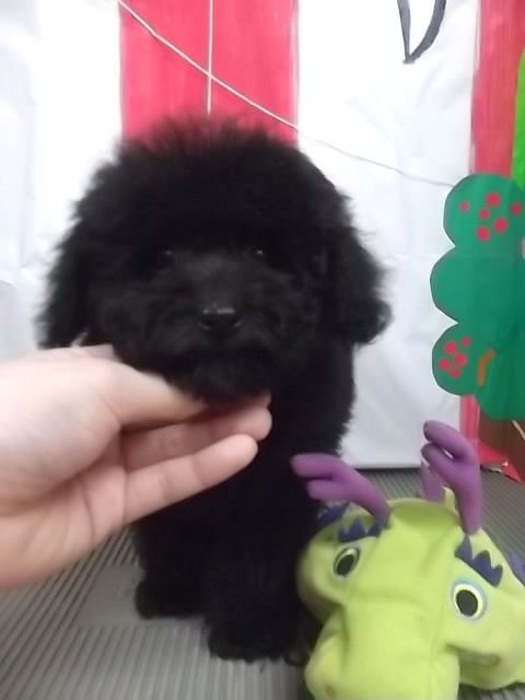 トイプードル　ブリーダー　子犬販売の専門店　AngelWan　横浜市　ペットショップ　通販