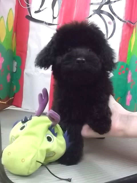 トイプードル JKC 仔犬 トイプードル ブリーダー 子犬販売の専門店 AngelWan ペットショップ 全国対応可能