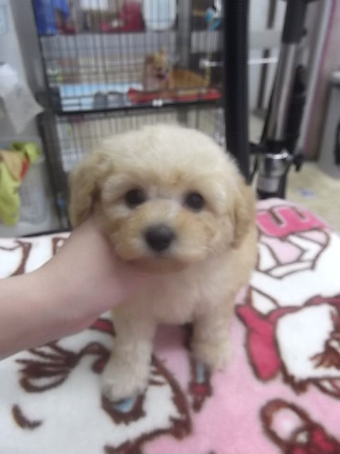 トイプードル　ブリーダー　子犬販売の専門店　AngelWan　北海道　沖縄　愛知　三重