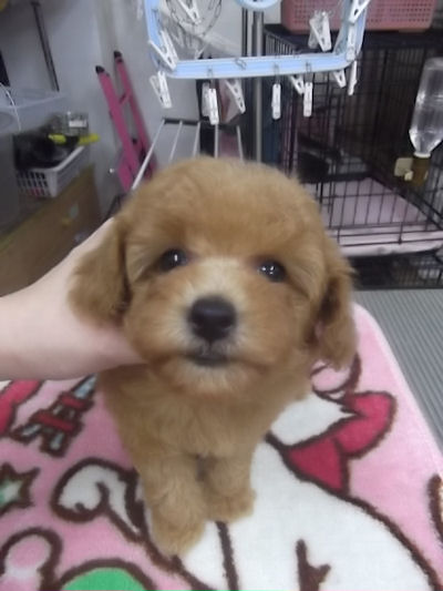 トイプードル　ブリーダー　子犬販売の専門店　AngelWan　東京　静岡　山梨　愛媛　香川