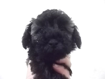 トイプードル ブリーダー販売 子犬画像 トイプードル ブリーダー 子犬販売の専門店 AngelWan ペット 家族 仲間 恋人