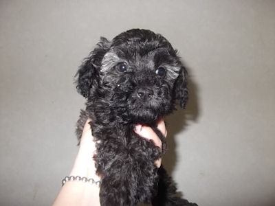 トイプードル ペットショップ 横浜 トイプードル ブリーダー 子犬販売の専門店 AngelWan トリミング 神奈川