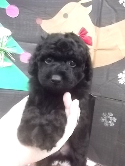 トイプードル ブリーダー直販 仔犬 トイプードル ブリーダー 子犬販売の専門店 AngelWan 東京 神奈川 千葉 埼玉