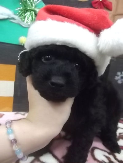 トイプードル 黒 こいぬ トイプードル ブリーダー 子犬販売の専門店 AngelWan 青森 秋田 長野 静岡