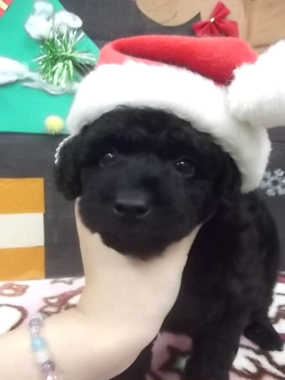 トイプードル 子犬 画像 トイプードル ブリーダー 子犬販売の専門店 AngelWan 福岡 広島 大阪 兵庫 京都