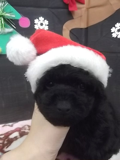 トイプードル ブリーダー 子犬販売 トイプードル ブリーダー 子犬販売の専門店 AngelWan 横浜市 戸塚区 泉区 旭区