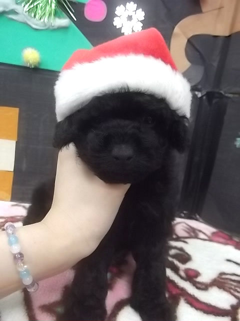 トイプードル ペットショップ 横浜 トイプードル ブリーダー 子犬販売の専門店 AngelWan 山梨 愛知 岐阜 滋賀 三重