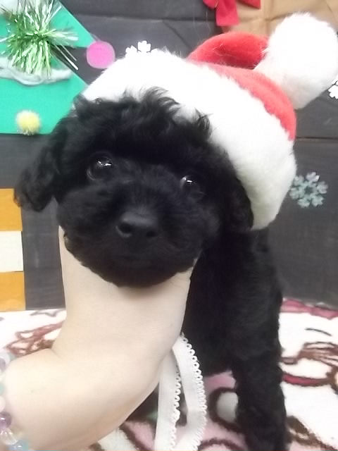 トイプードル ブリーダー 横浜 トイプードル ブリーダー 子犬販売の専門店 AngelWan JKC 画像 全国対応可能