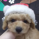 トイプードル　ブリーダー　子犬販売の専門店　AngelWan　横浜