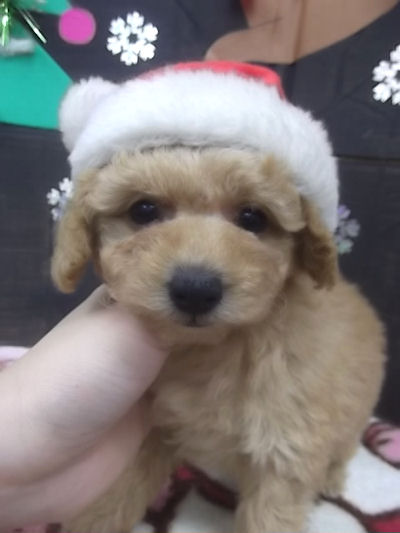 トイプードル　ブリーダー　子犬販売の専門店　AngelWan　アプリコット　タイニーサイズ