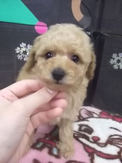 トイプードル　ブリーダー　子犬販売の専門店　AngelWan　新潟　山形　北海道　沖縄