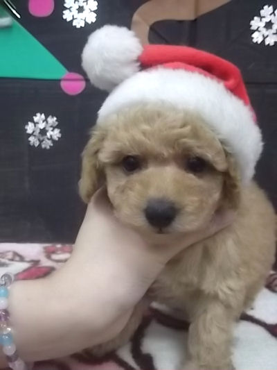 トイプードル　ブリーダー　子犬販売の専門店　AngelWan　小型犬　パートナー　家族