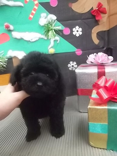 トイプードル　ブリーダー　子犬販売の専門店　AngelWan　青森　秋田　長野　山形　新潟