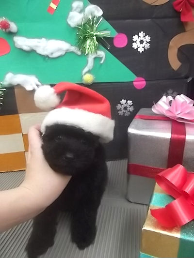 トイプードル　ブリーダー　子犬販売の専門店　AngelWan　兵庫　広島　福岡　愛知　大阪