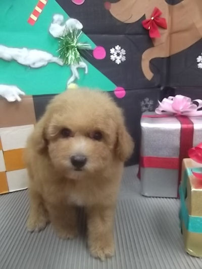 トイプードル　ブリーダー　子犬販売の専門店　AngelWan　藤沢　鎌倉　逗子　葉山