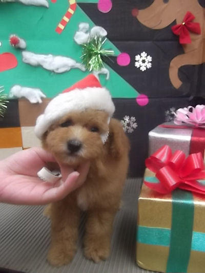 トイプードル　ブリーダー　子犬販売の専門店　AngelWan　辻堂　茅ヶ崎　平塚　小田原