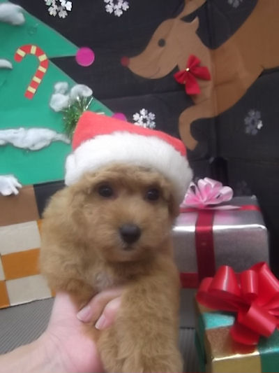 トイプードル 小ぶり ふわふわ トイプードル ブリーダー 子犬販売の専門店 AngelWan 横浜市戸塚区 泉区 瀬谷区