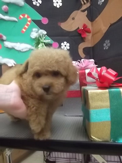 トイプードル ペットショップ 横浜 トイプードル ブリーダー 子犬販売の専門店 AngelWan 横浜市 都筑区 港北区