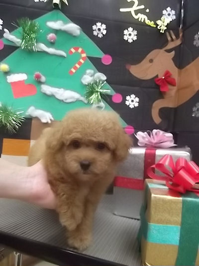 トイプードル こいぬ 小型犬 トイプードル ブリーダー 子犬販売の専門店 AngelWan 横浜市 港南区 青葉区