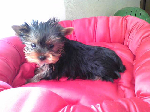 ヨークシャー・テリア　ブリーダー　子犬販売の専門店　AngelWan　神奈川　東京　千葉