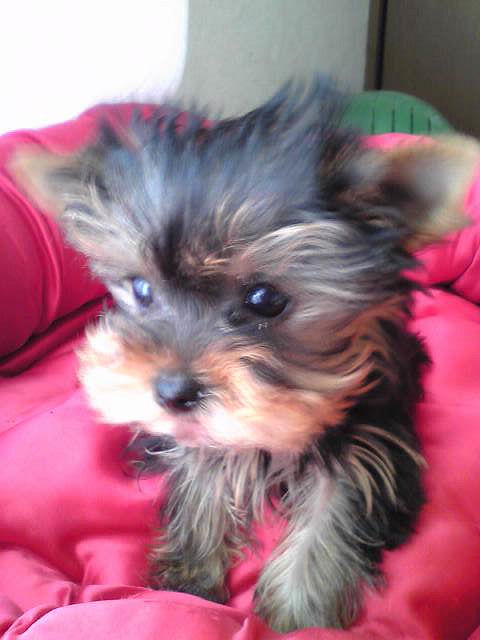 ヨークシャー・テリア　ブリーダー　子犬販売の専門店　AngelWan　愛知　大阪　広島