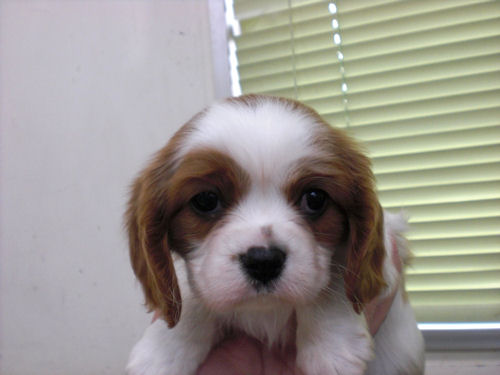 キャバリア　ブリーダー　子犬販売の専門店　AngelWan　横浜市　ペットショップ　戸塚区