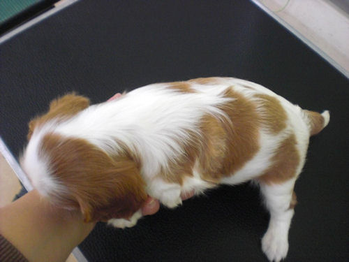 キャバリア　ブリーダー　子犬販売の専門店　AngelWan　横浜市　港北区　都筑区　青葉区