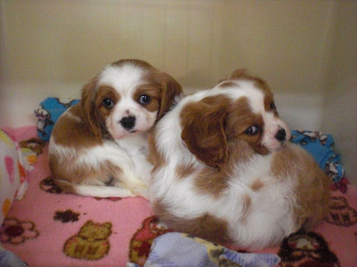 キャバリア　ブリーダー　子犬販売の専門店　AngelWan　長野　山梨　群馬　栃木　茨城