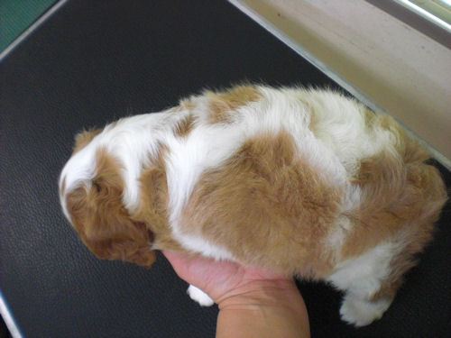 キャバリア　ブリーダー　子犬販売の専門店　AngelWan　横浜市　旭区　川崎　町田　相模原