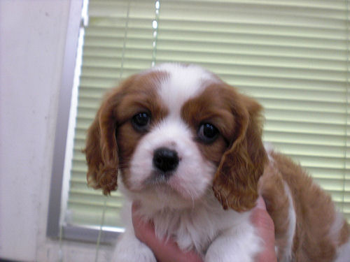 キャバリア　ブリーダー　子犬販売の専門店　AngelWan　東京　神奈川　千葉　埼玉　静岡