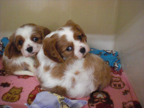 キャバリア　ブリーダー　子犬販売の専門店　AngelWan　福岡　兵庫　和歌山　広島　愛知