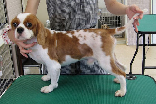 キャバリア　ブリーダー　子犬販売の専門店　AngelWan　岐阜　三重　滋賀　福井　富山