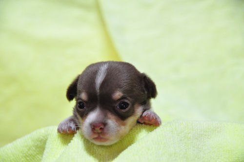 チワワ　ブリーダー　子犬販売の専門店　AngelWan　横浜市　戸塚区　泉区　瀬谷区　