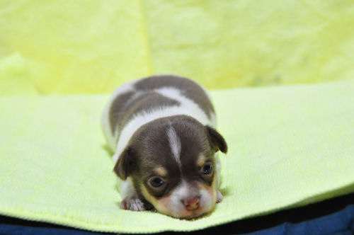 チワワ　ブリーダー　子犬販売の専門店　AngelWan　横浜市　旭区　都筑区　港北区