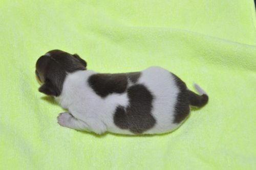 チワワ　ブリーダー　子犬販売の専門店　AngelWan　横浜市　中区　港南区　金沢区