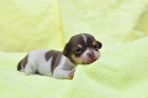 チワワ　ブリーダー　子犬販売の専門店　AngelWan　愛知　広島　福岡　兵庫　大阪