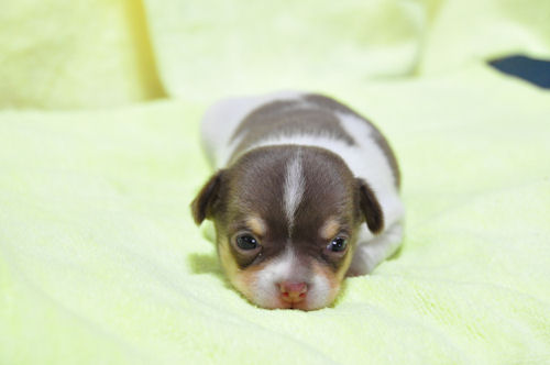 チワワ　ブリーダー　子犬販売の専門店　AngelWan　京都　青森　秋田　長野　山梨　愛媛