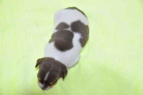 チワワ　ブリーダー　子犬販売の専門店　AngelWan　全国対応可能　空輸　陸送　ANA