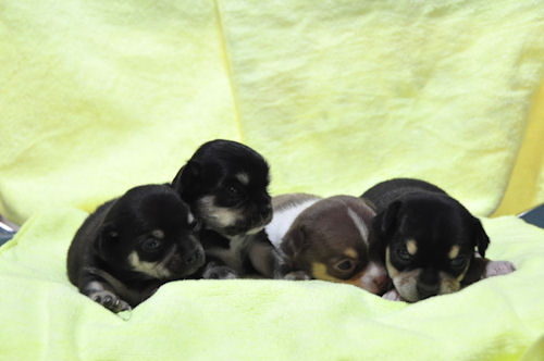 チワワ　ブリーダー　子犬販売の専門店　AngelWan　スムース　姉妹　ペットショップ