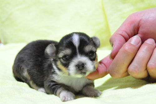 チワワ　ブリーダー　子犬販売の専門店　AngelWan　横浜市　戸塚区　泉区　瀬谷区　