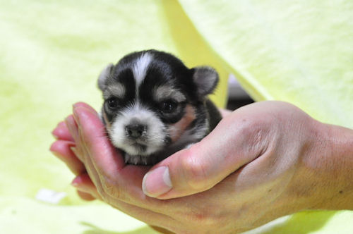 チワワ　ブリーダー　子犬販売の専門店　AngelWan　藤沢　鎌倉　逗子　葉山　川崎