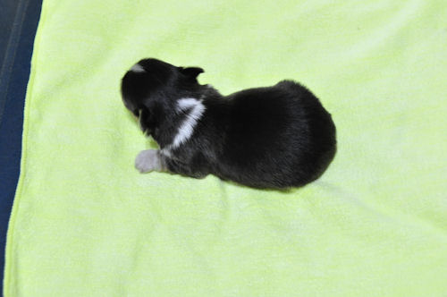 チワワ　ブリーダー　子犬販売の専門店　AngelWan　全国対応可能　空輸　陸送