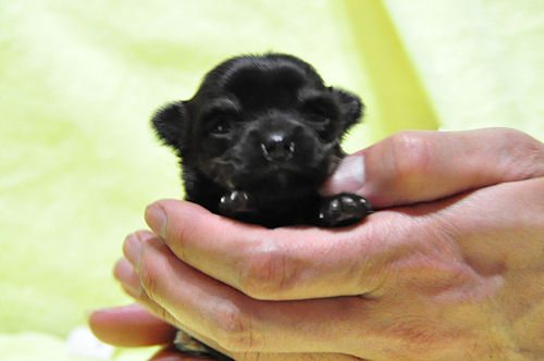 チワワ　ブリーダー　子犬販売の専門店　AngelWan　横浜市　中区　都筑区　港北区