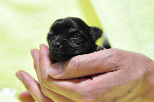 チワワ　ブリーダー　子犬販売の専門店　AngelWan　ロングコート　ブラック＆タン　小ぶり