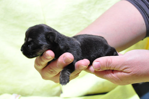 チワワ　ブリーダー　子犬販売の専門店　AngelWan　沖縄　熊本　長崎　和歌山　奈良