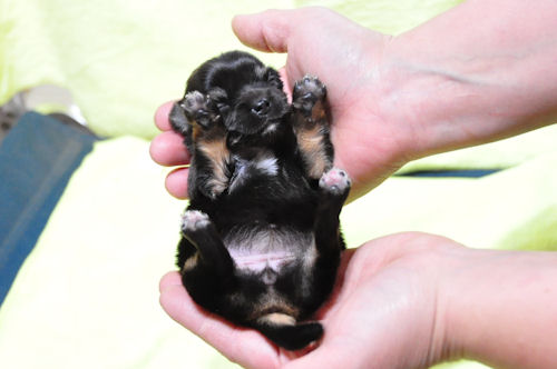 チワワ　ブリーダー　子犬販売の専門店　AngelWan　横浜　小ぶり　ロングコート　ペット