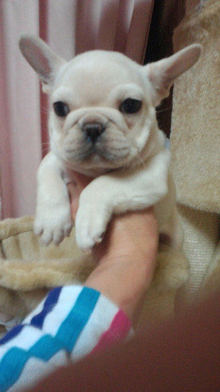 フレンチブルドッグ　ブリーダー　子犬販売の専門店　AngelWan　横浜市　港北区　都筑区