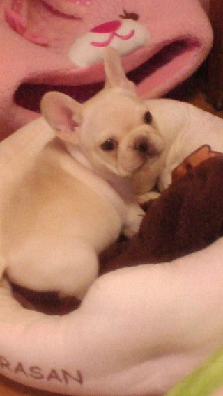 フレンチブルドッグ　ブリーダー　子犬販売の専門店　AngelWan　横浜市　青葉区　緑区