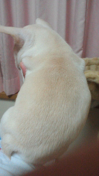 フレンチブルドッグ　ブリーダー　子犬販売の専門店　AngelWan　兵庫　広島　大阪　福岡