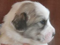 グレートピレニーズ 横浜 ペットショップ グレートピレニーズ ブリーダー 子犬販売の専門店 AngelWan 愛媛 和歌山 福島